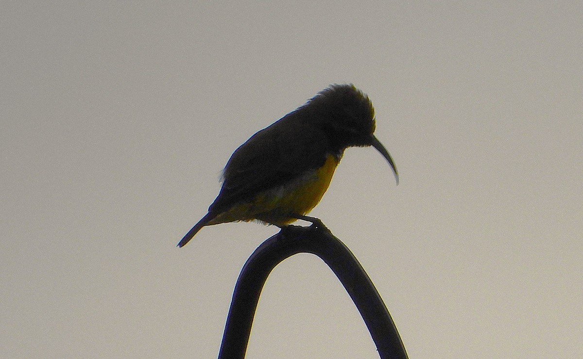 Sahul Sunbird - ML650837444