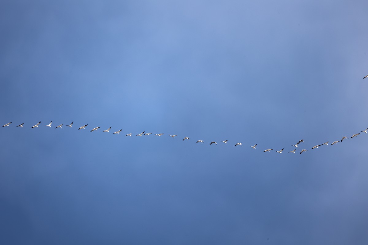 Snow Goose - ML650837460