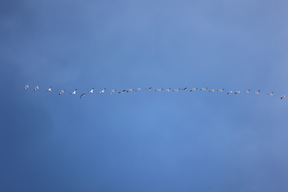 Snow Goose - ML650837461