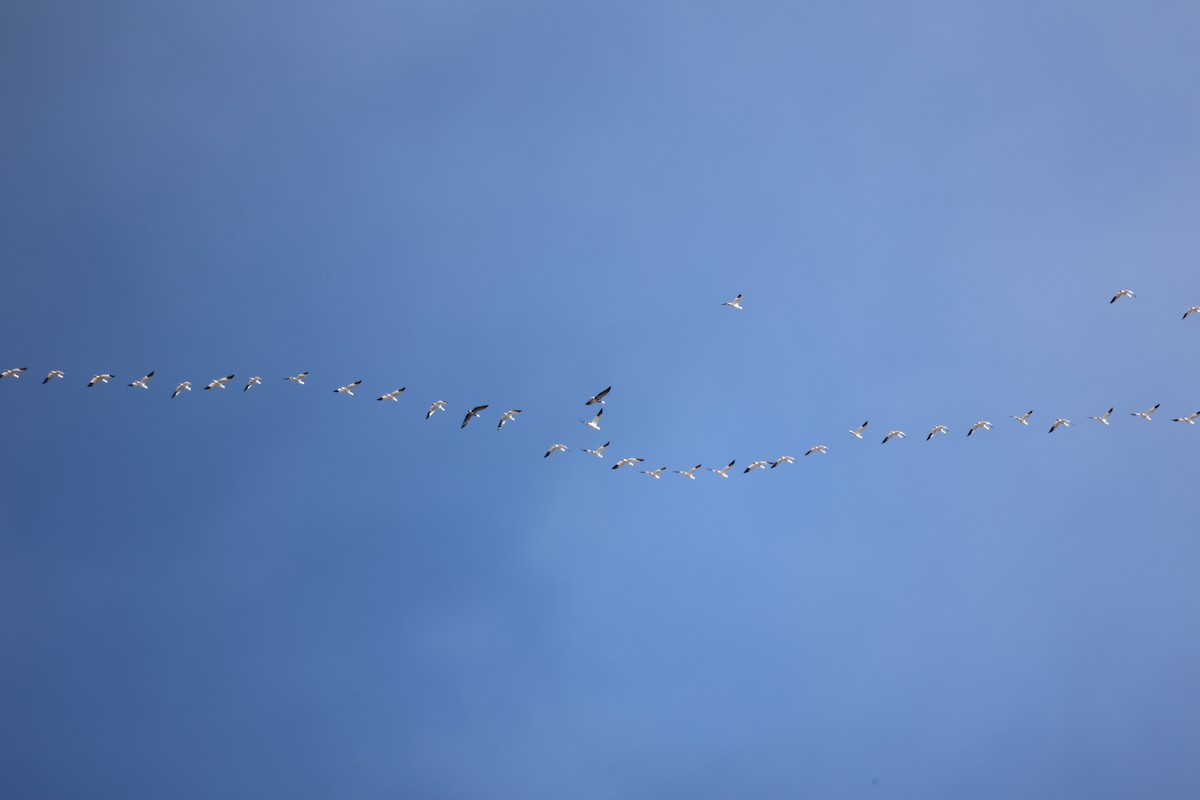 Snow Goose - ML650837462