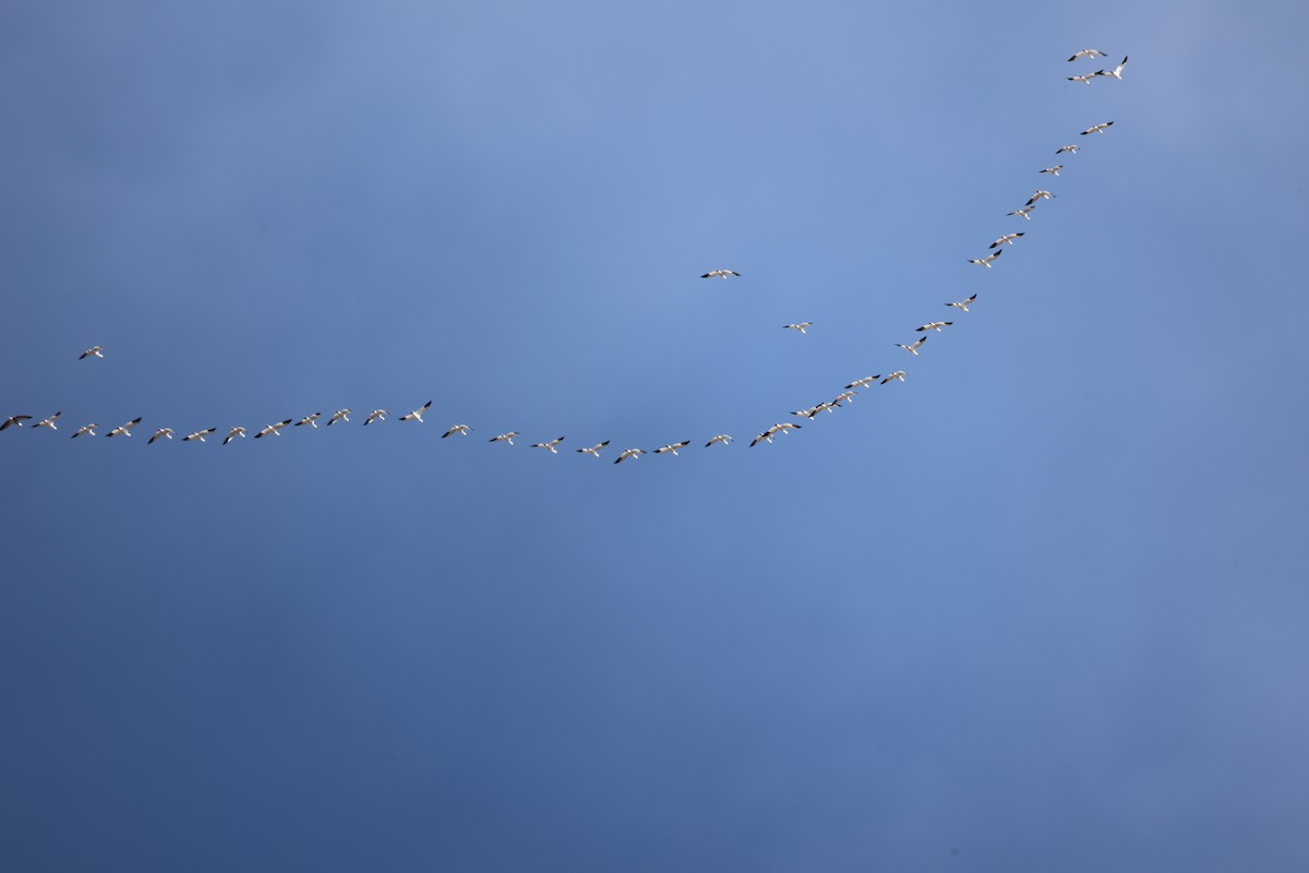 Snow Goose - ML650837463