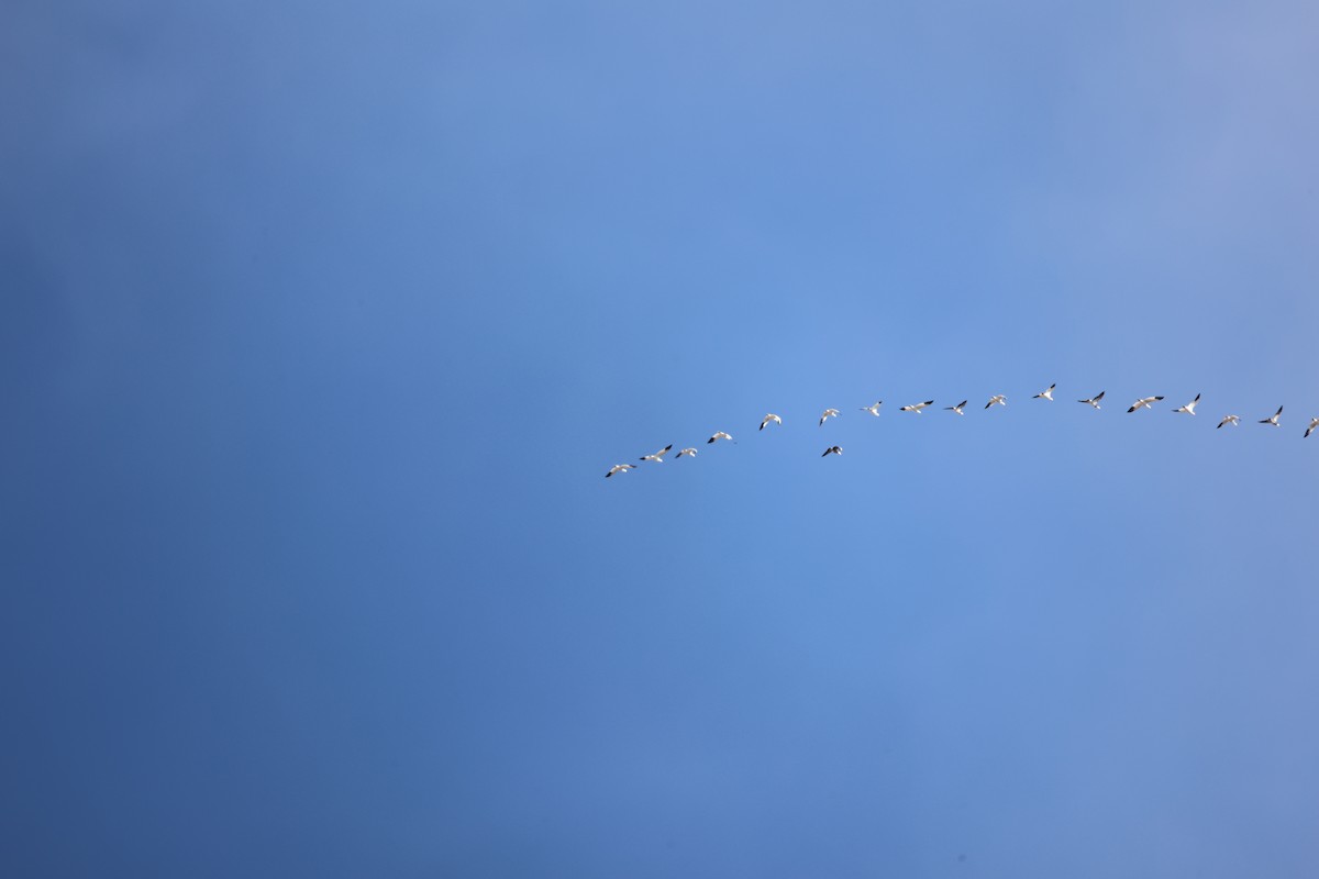 Snow Goose - ML650837464