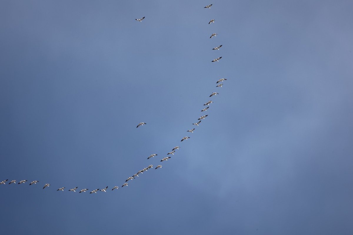 Snow Goose - ML650837465