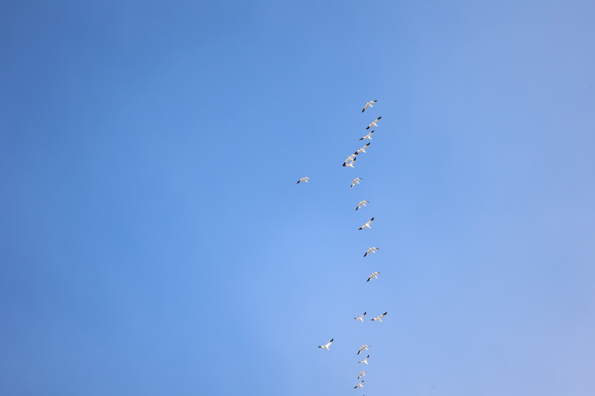 Snow Goose - ML650837466