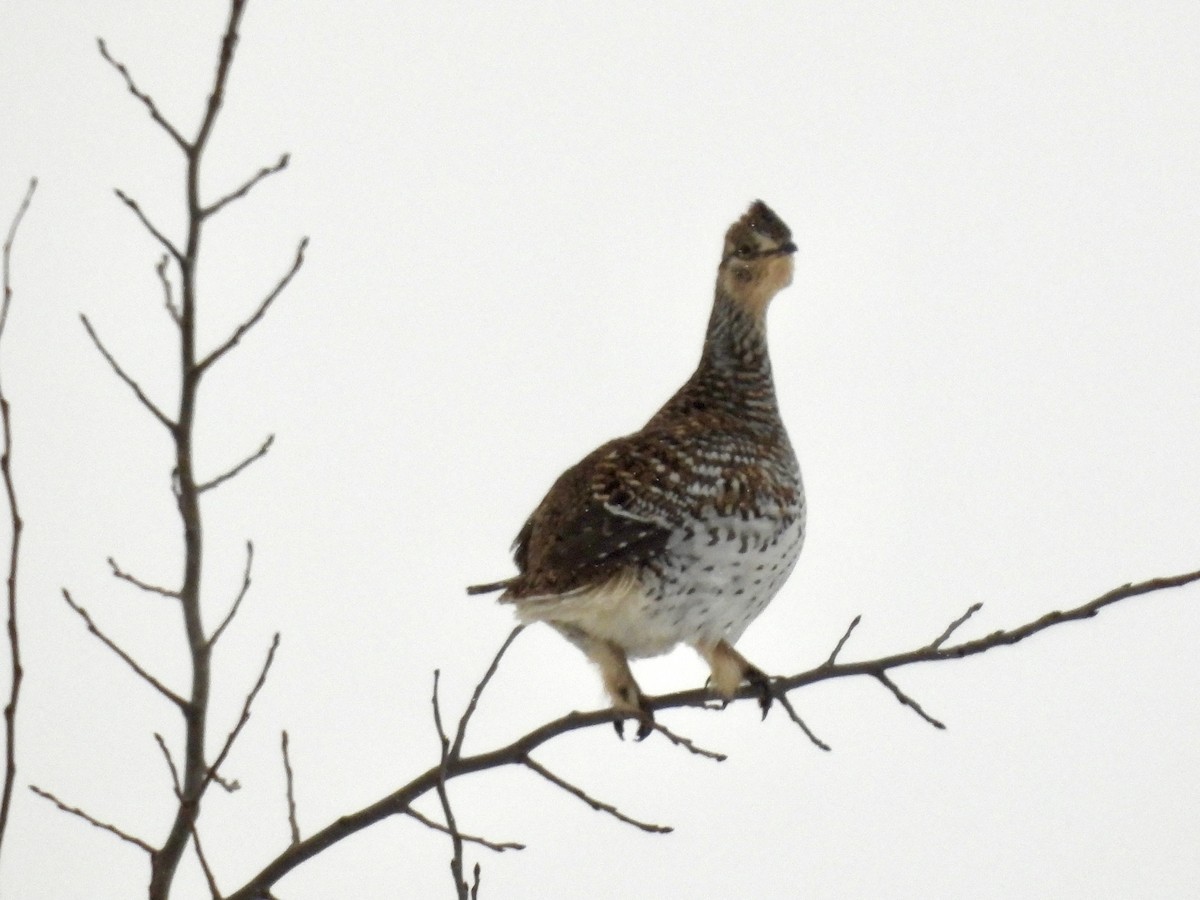 Sharp-tailed Grouse - ML650837594