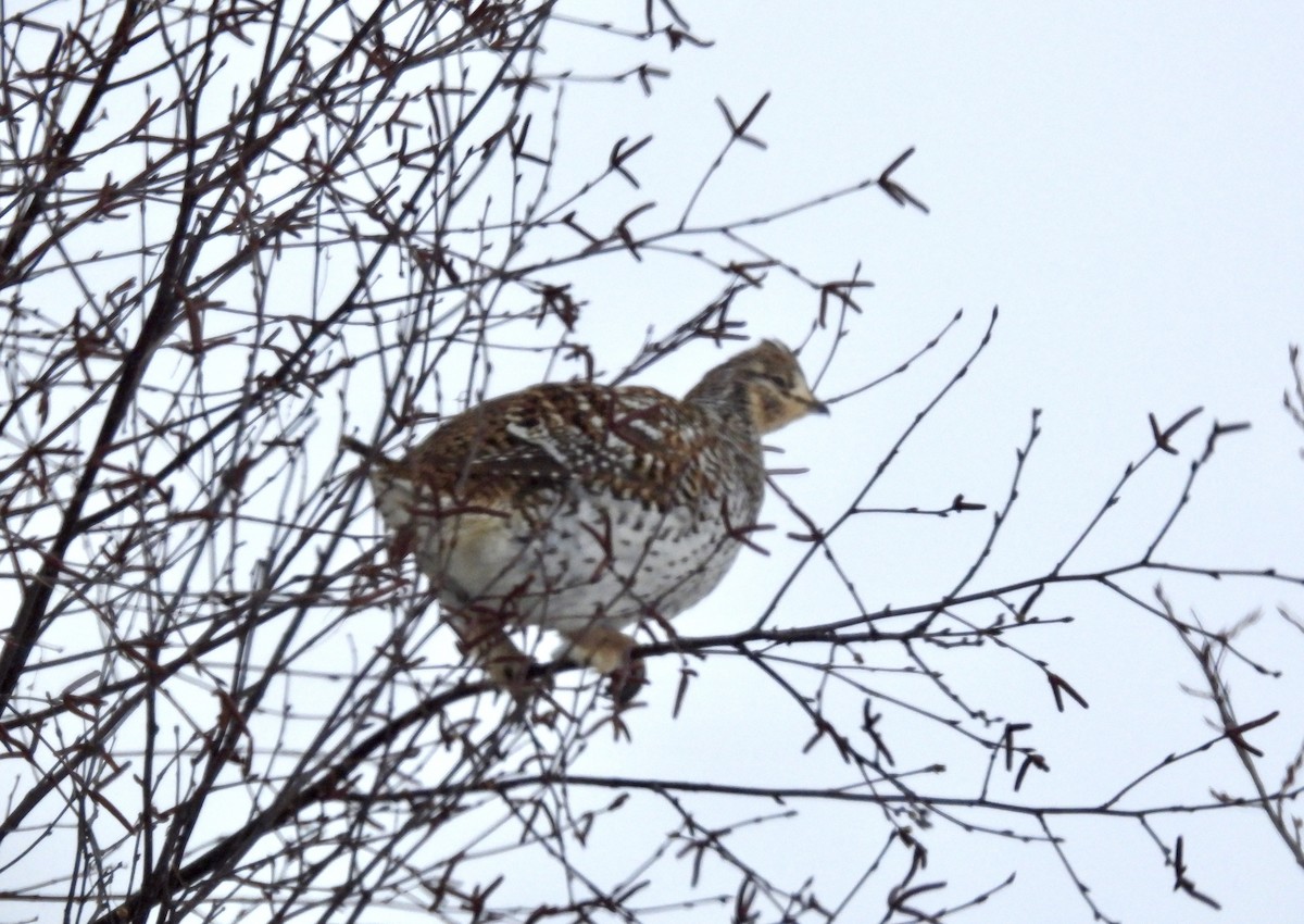 Sharp-tailed Grouse - ML650837596