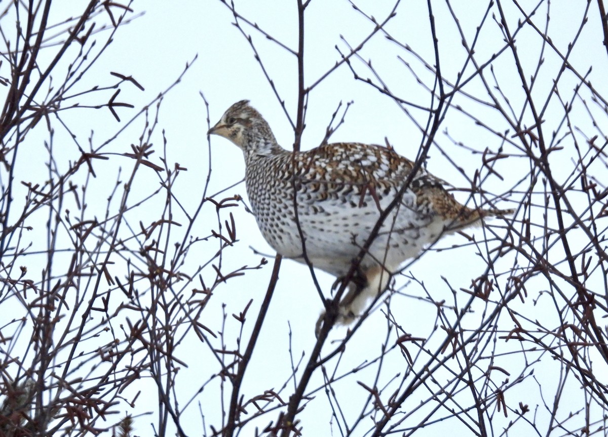 Sharp-tailed Grouse - ML650837598