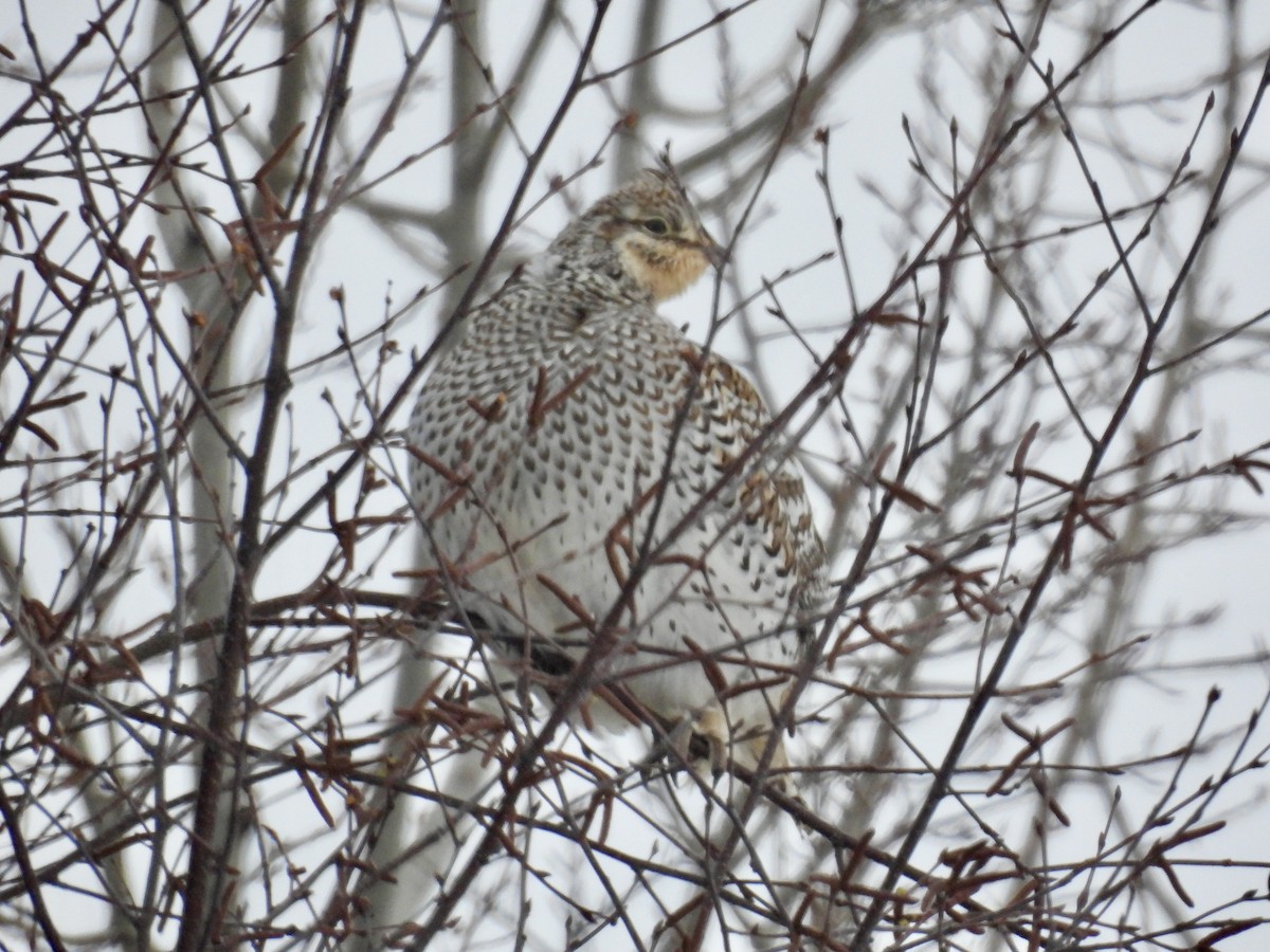 Sharp-tailed Grouse - ML650837600