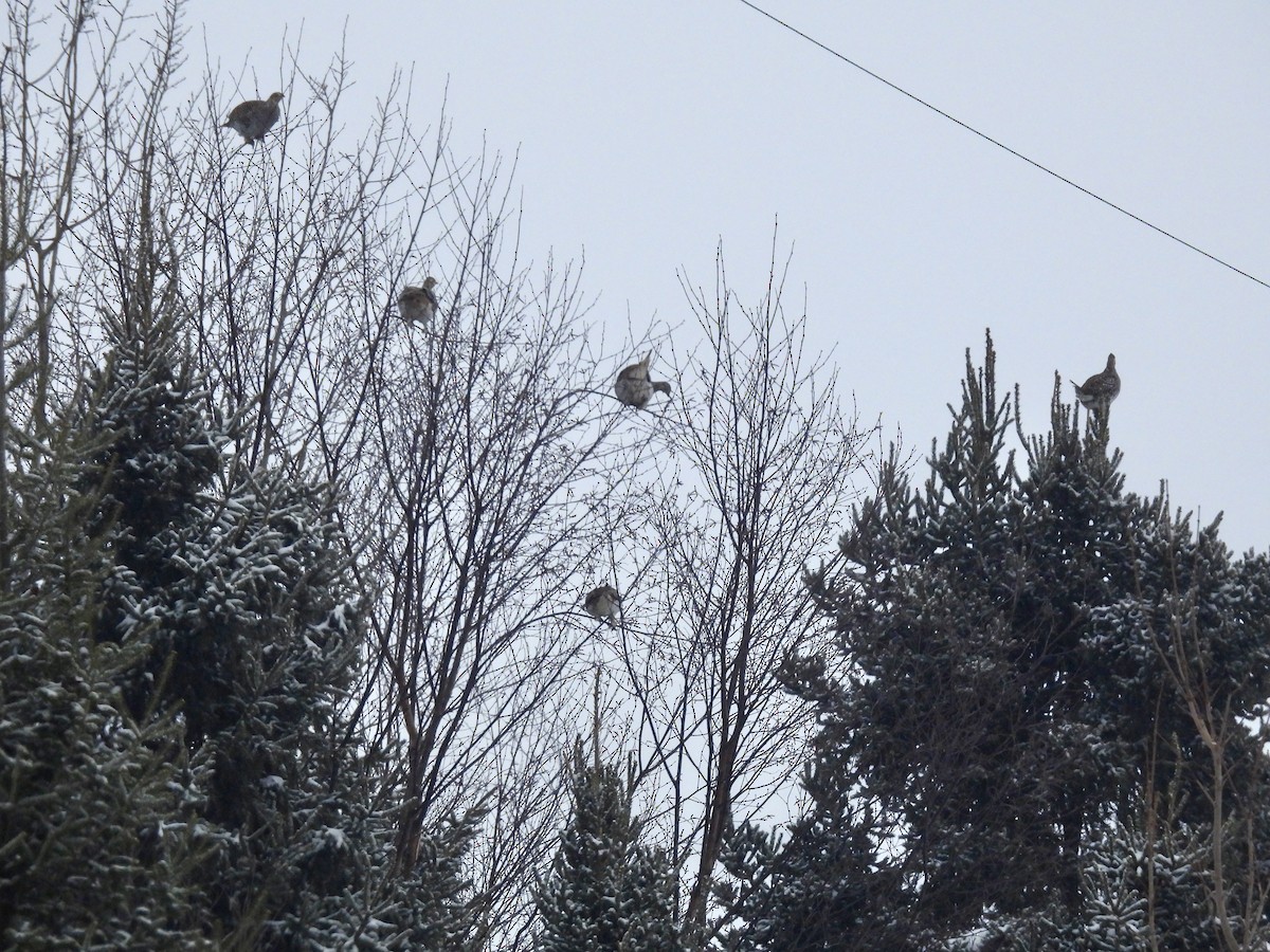 Sharp-tailed Grouse - ML650837601