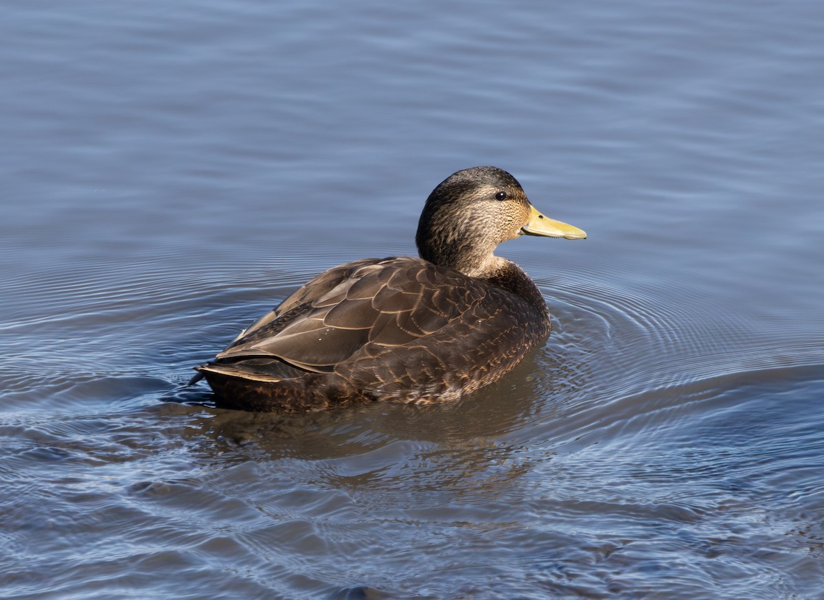 アメリカガモ - ML650837654