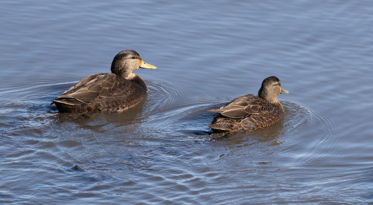 アメリカガモ - ML650837655