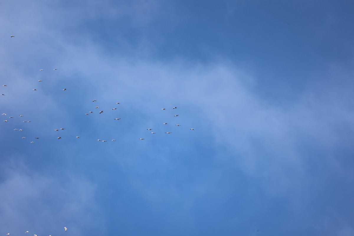 Sandhill Crane - ML650837685