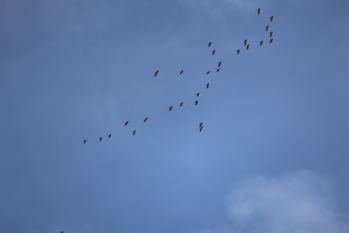 Sandhill Crane - ML650837686