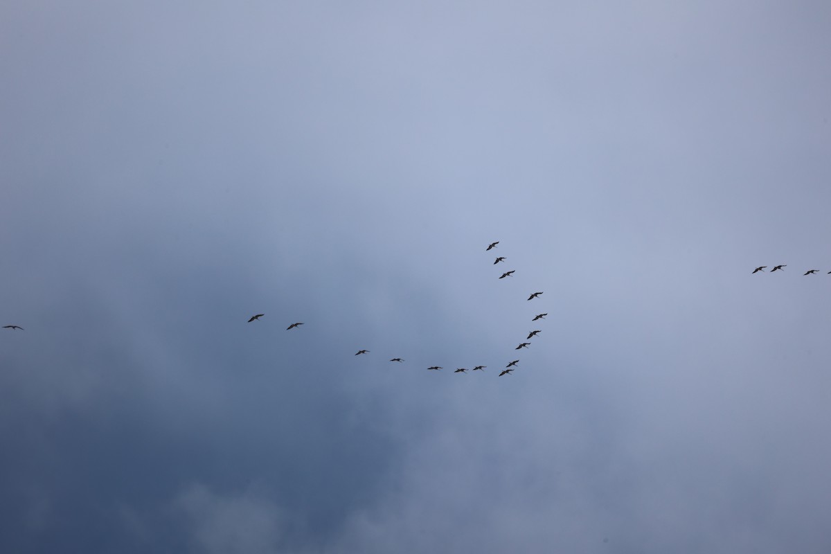 Sandhill Crane - ML650837687