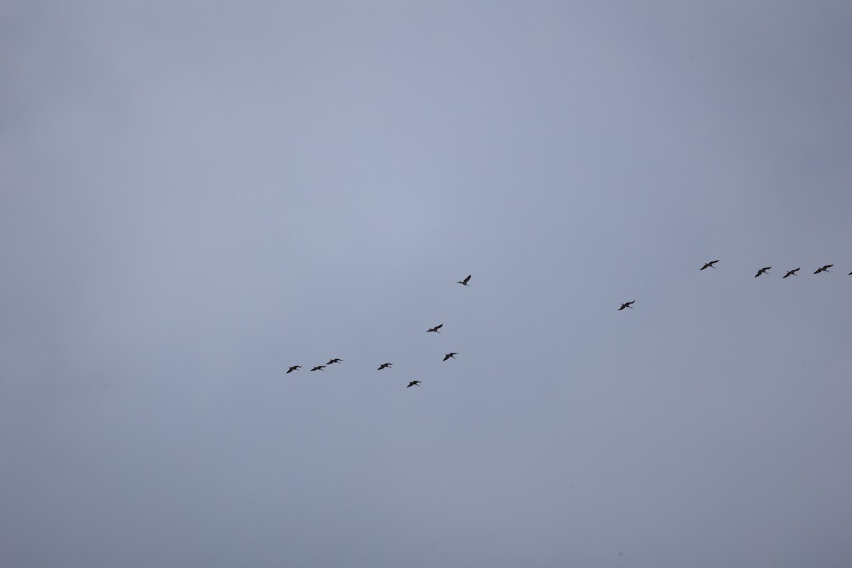 Sandhill Crane - ML650837688