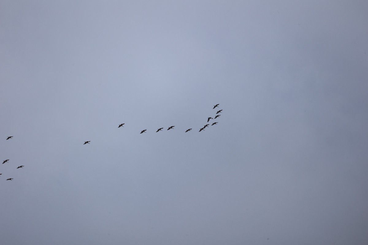 Sandhill Crane - ML650837689