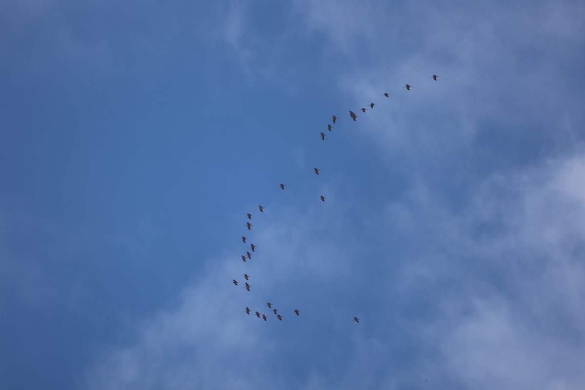 Sandhill Crane - ML650837690