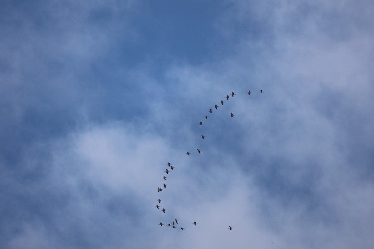 Sandhill Crane - ML650837691