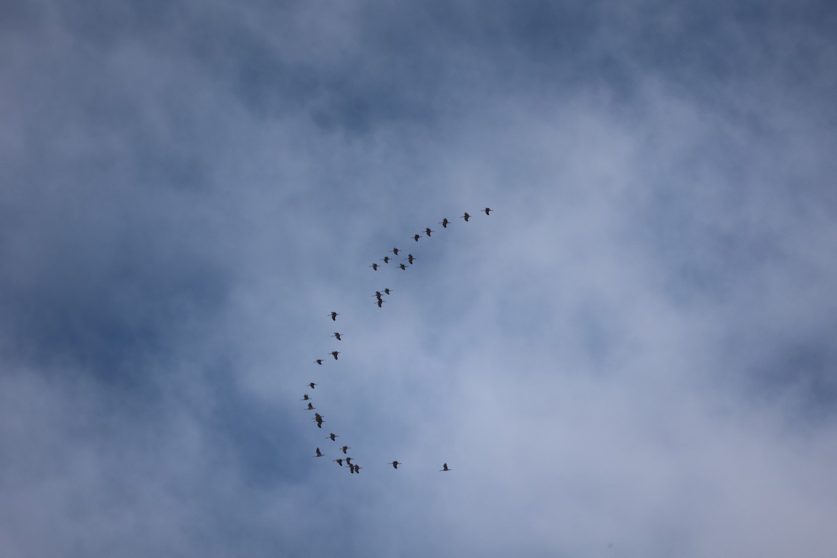 Sandhill Crane - ML650837692