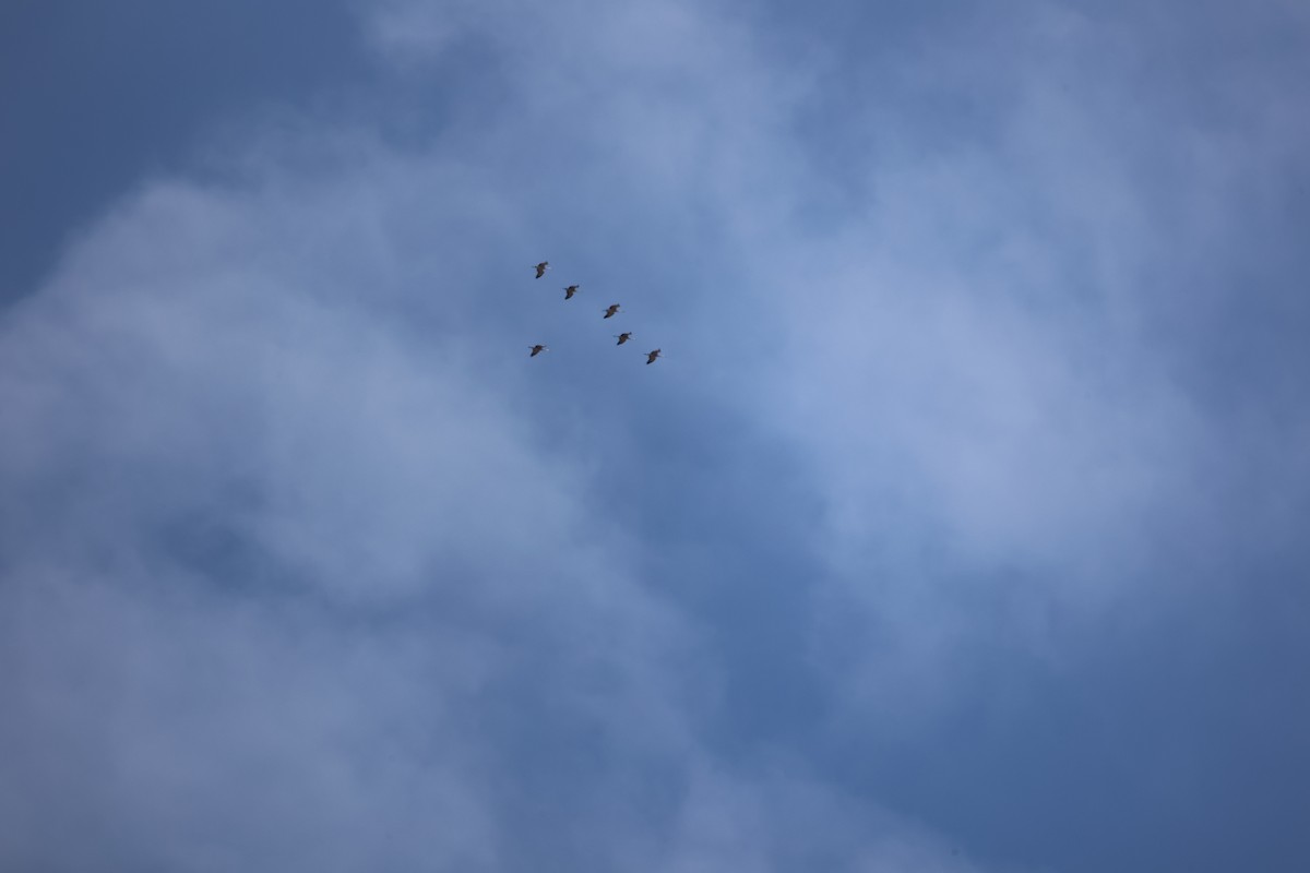 Sandhill Crane - ML650837693