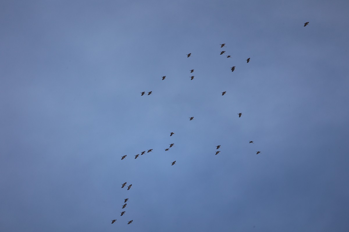 Sandhill Crane - ML650837694