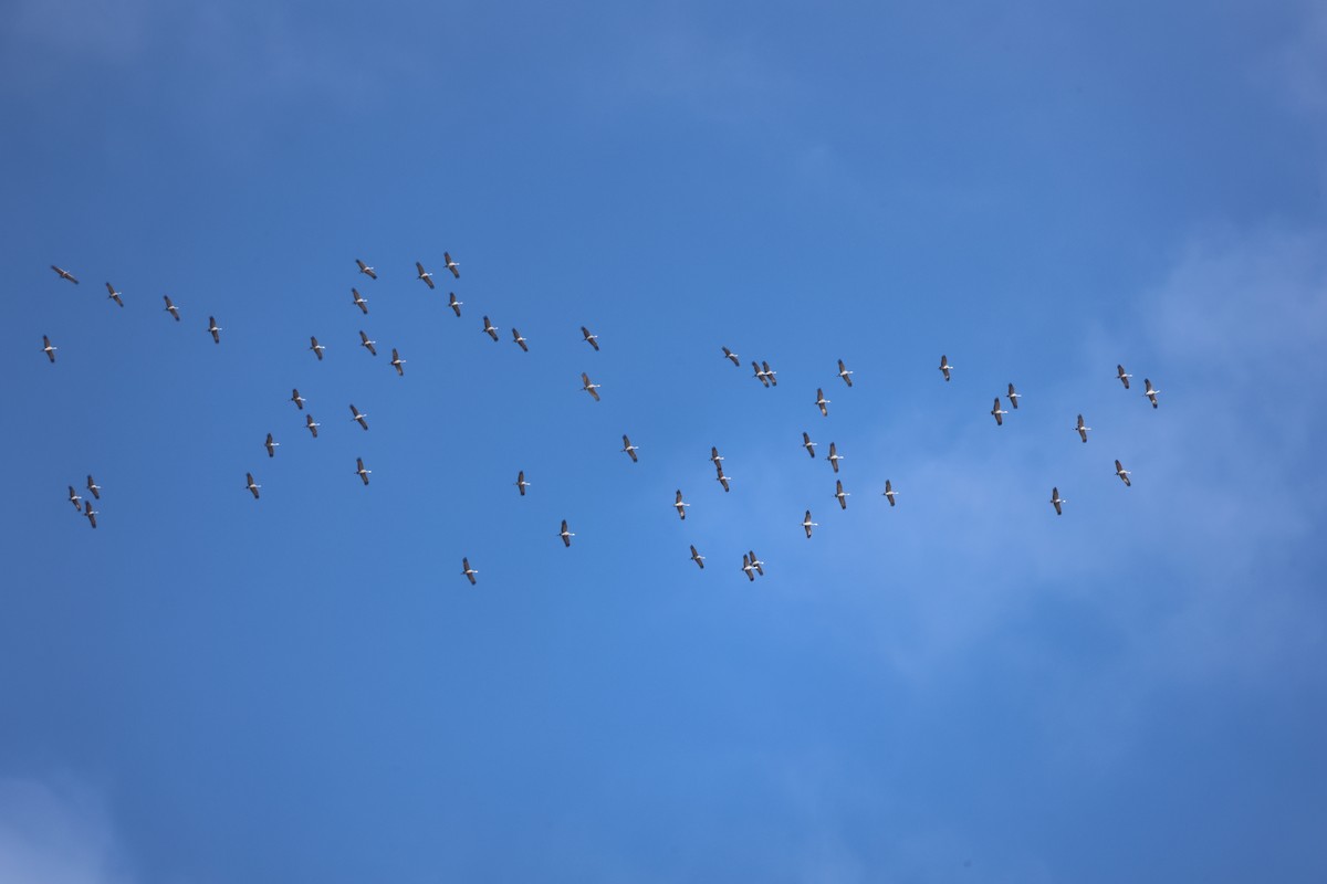 Sandhill Crane - ML650837695