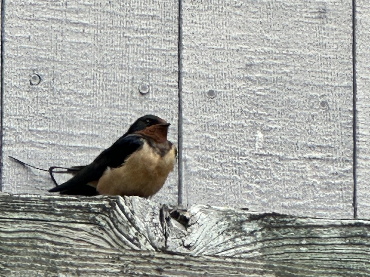 ツバメ（erythrogaster） - ML650837967