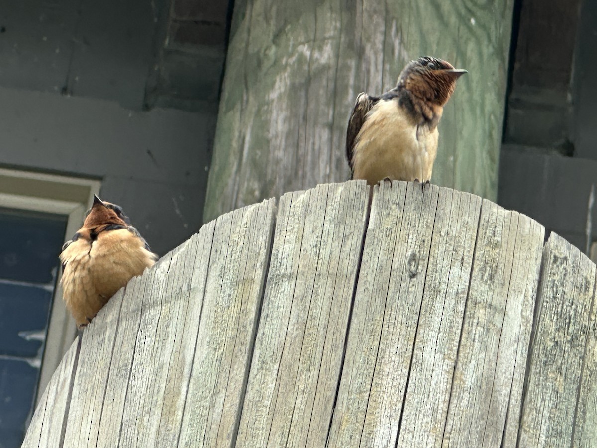 ツバメ（erythrogaster） - ML650837968