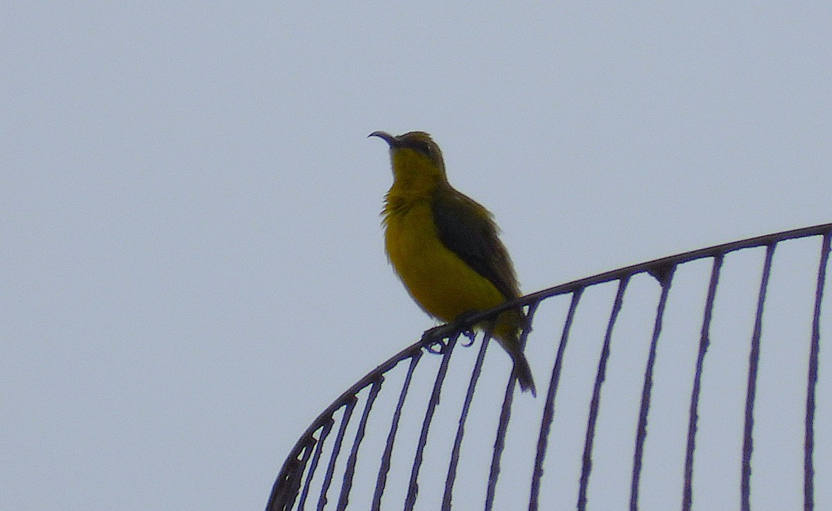 Sahul Sunbird - ML650837979