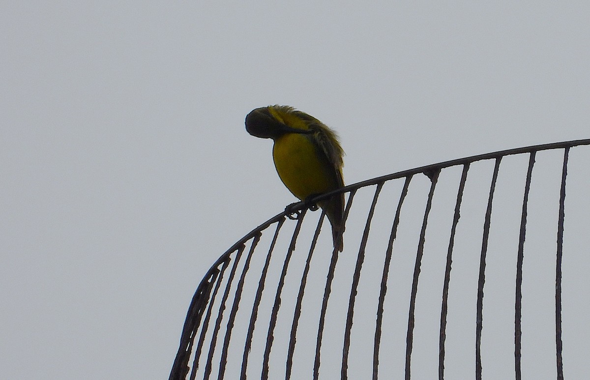 Sahul Sunbird - ML650837986