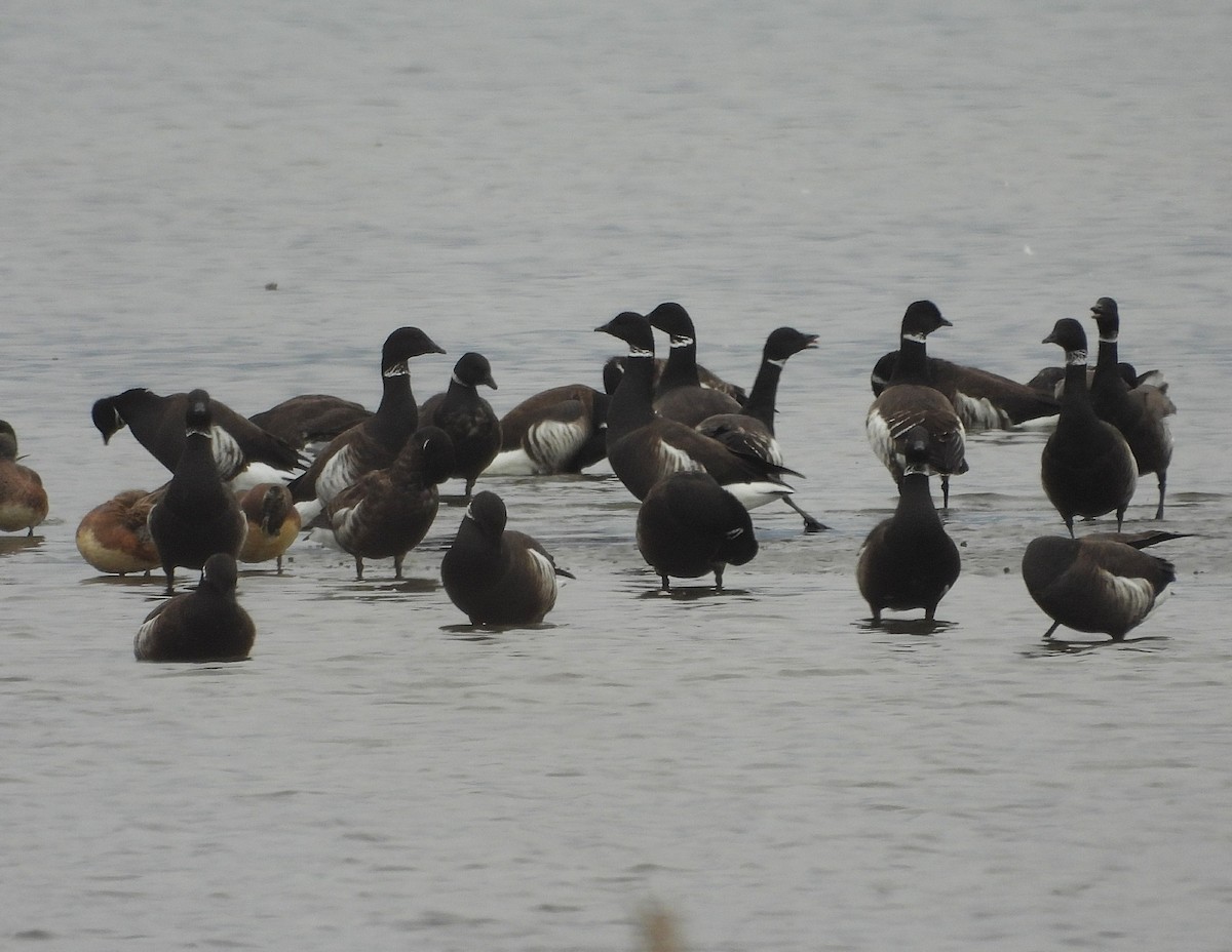 コクガン - ML650838072