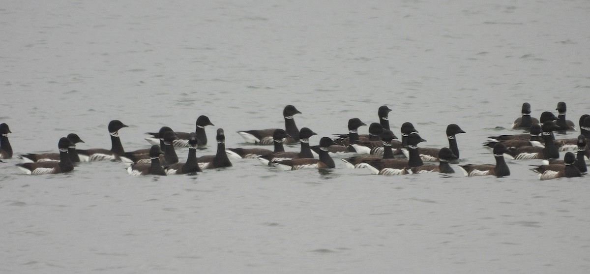 コクガン - ML650838086