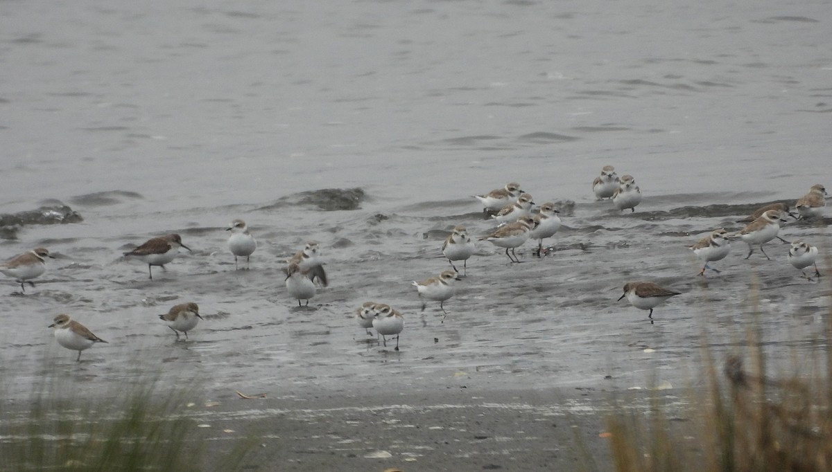 ユキチドリ - ML650838099