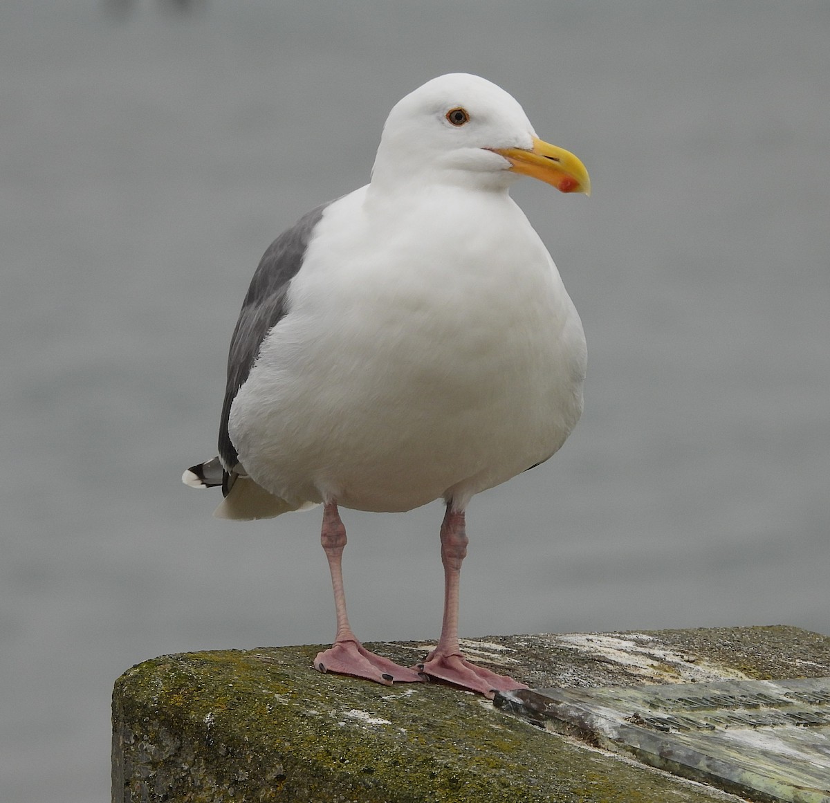 アメリカオオセグロカモメ - ML650838125