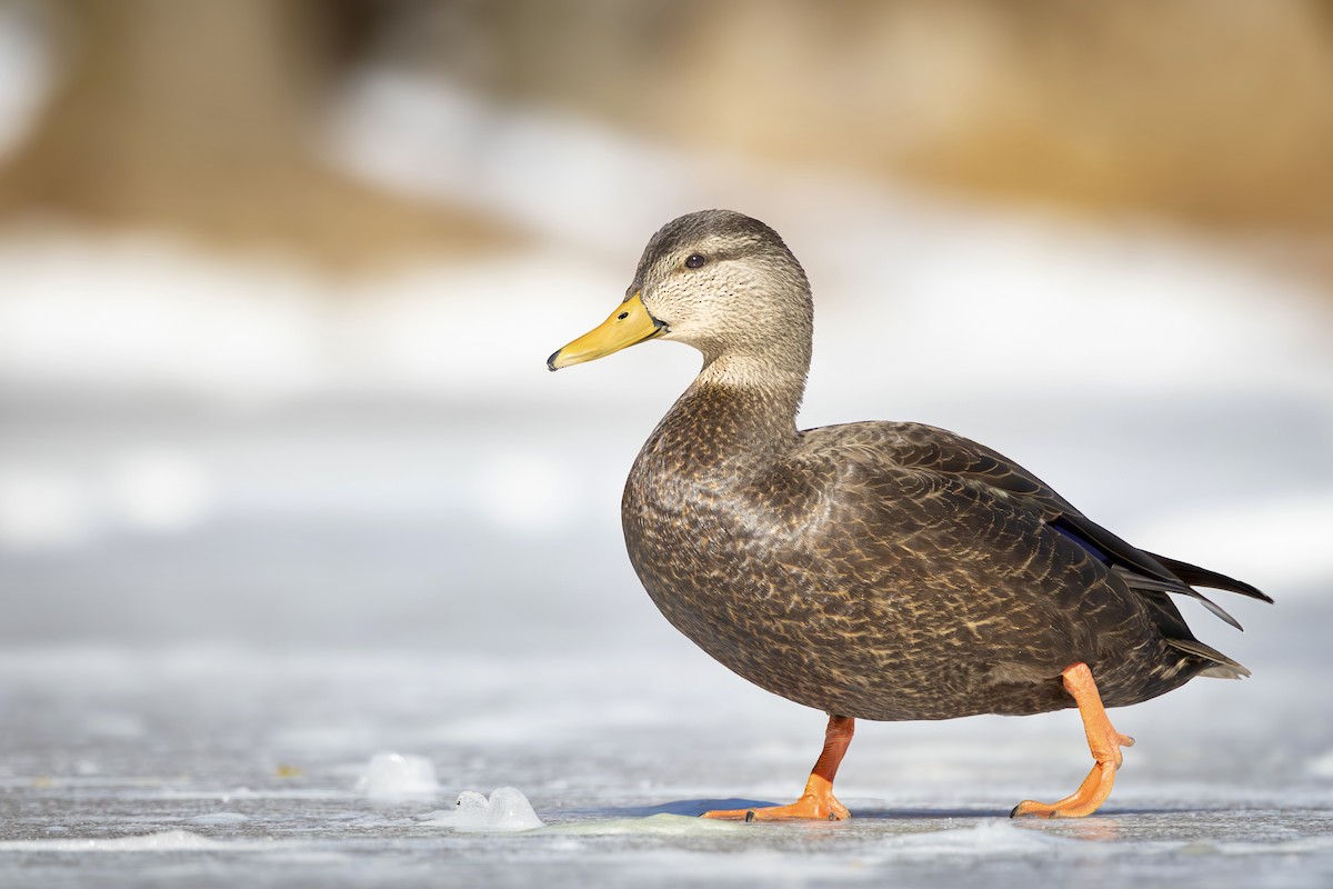 アメリカガモ - ML650838241