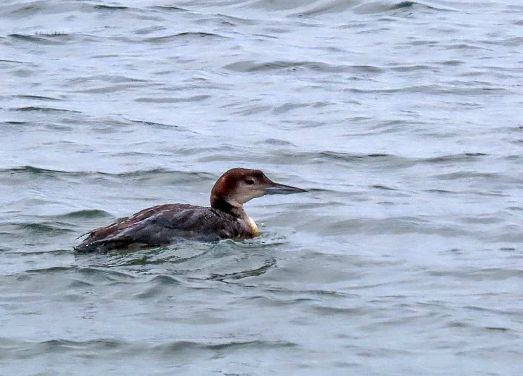 ハシグロアビ - ML650838286