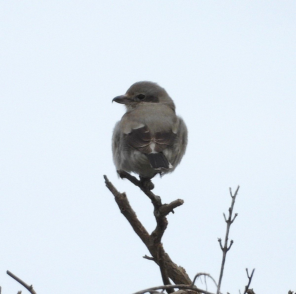 オオモズ - ML650838377