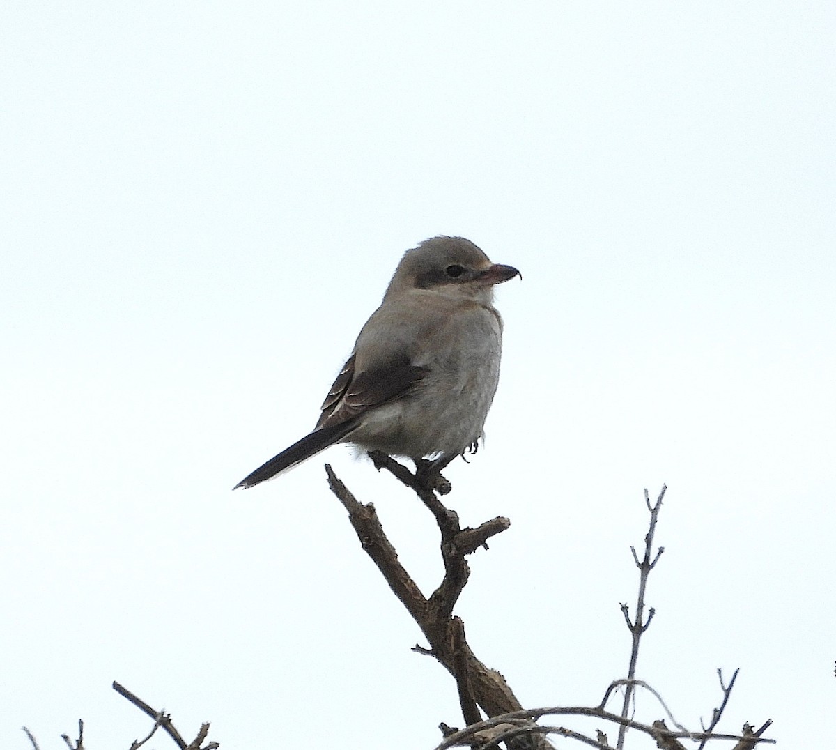 オオモズ - ML650838378