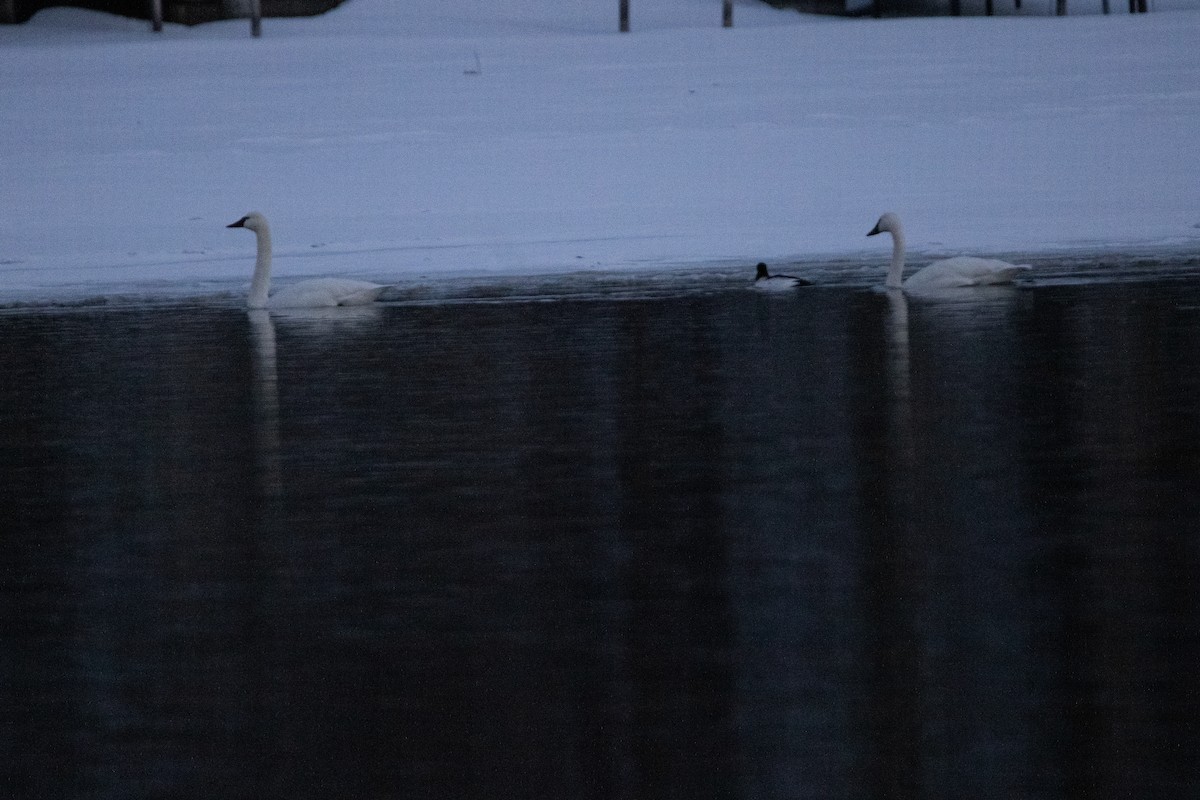 Cisne Chico - ML650838464