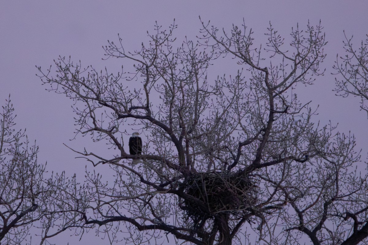 Pigargo Americano - ML650838527