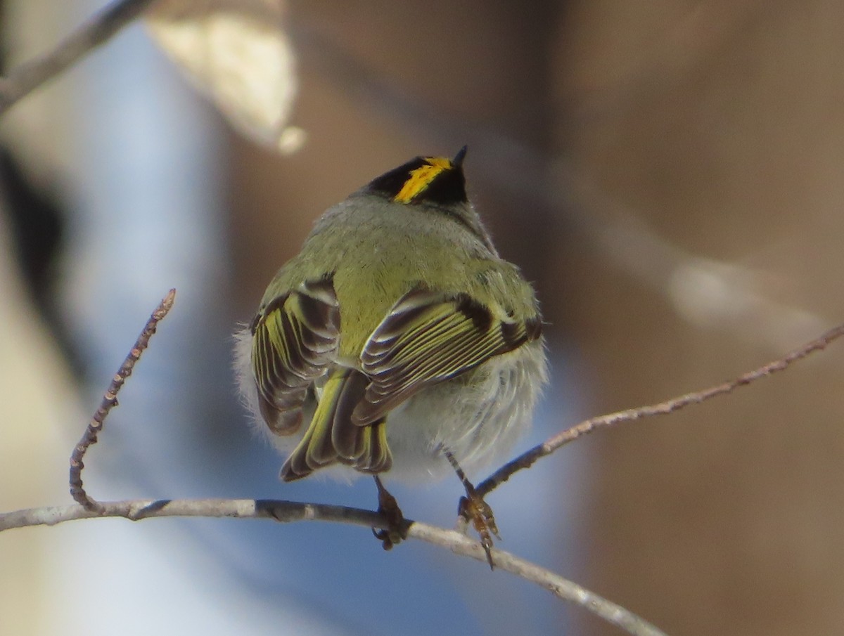 Золотомушка світлоброва - ML650838734