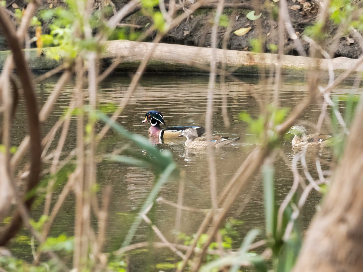 Каролинская утка - ML650838814