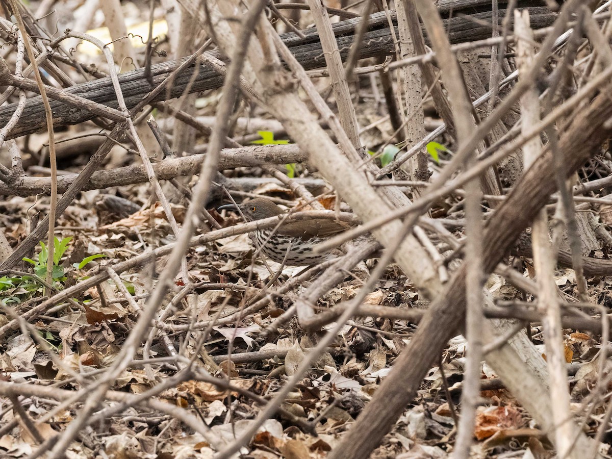 Длинноклювый пересмешник - ML650838849