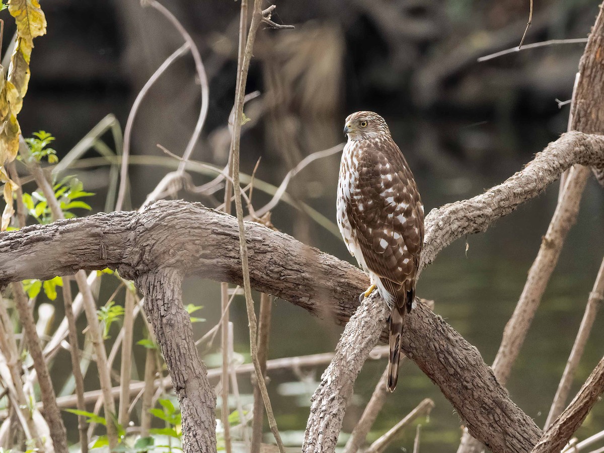 Куперов ястреб - ML650838862