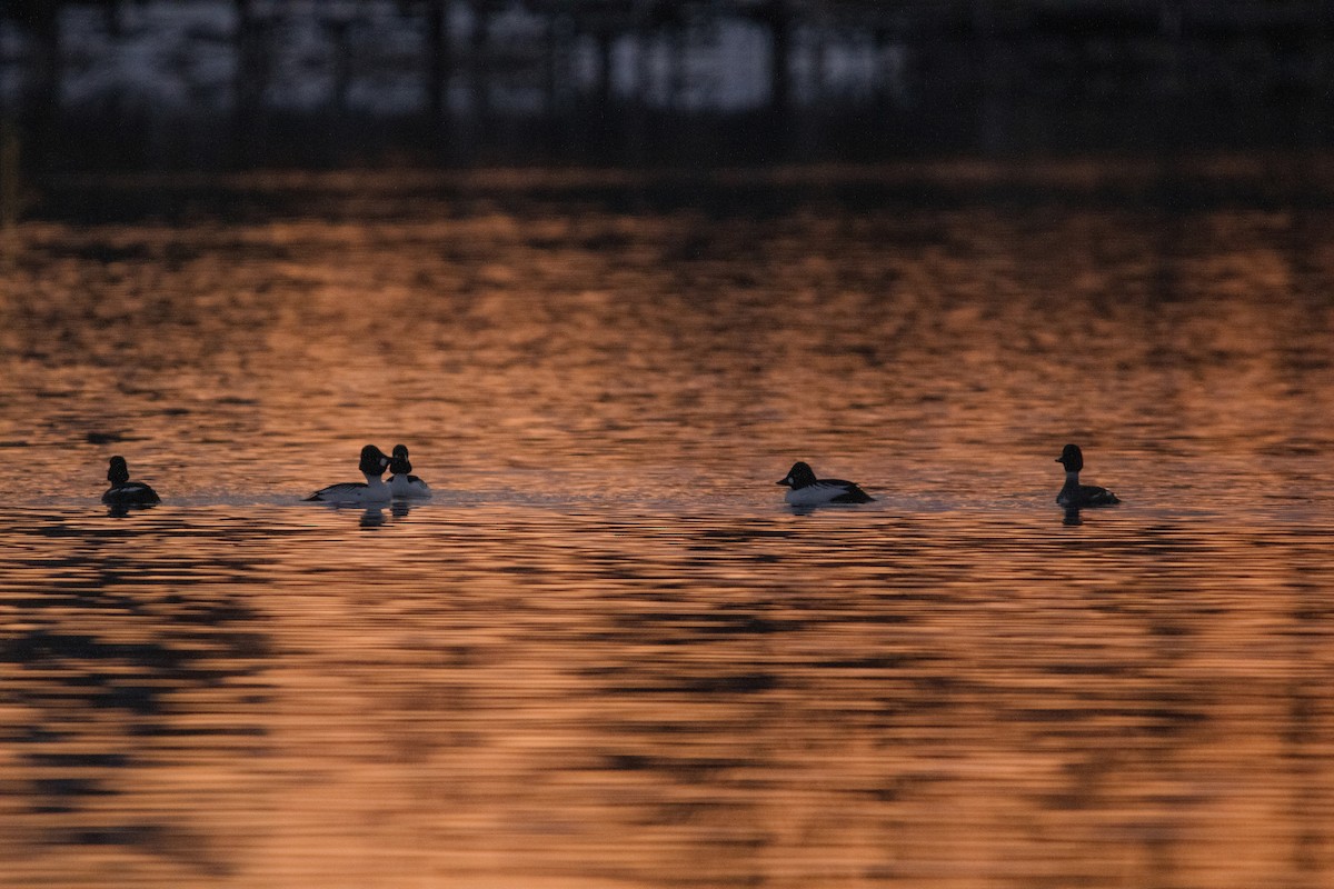 Porrón Osculado - ML650838940
