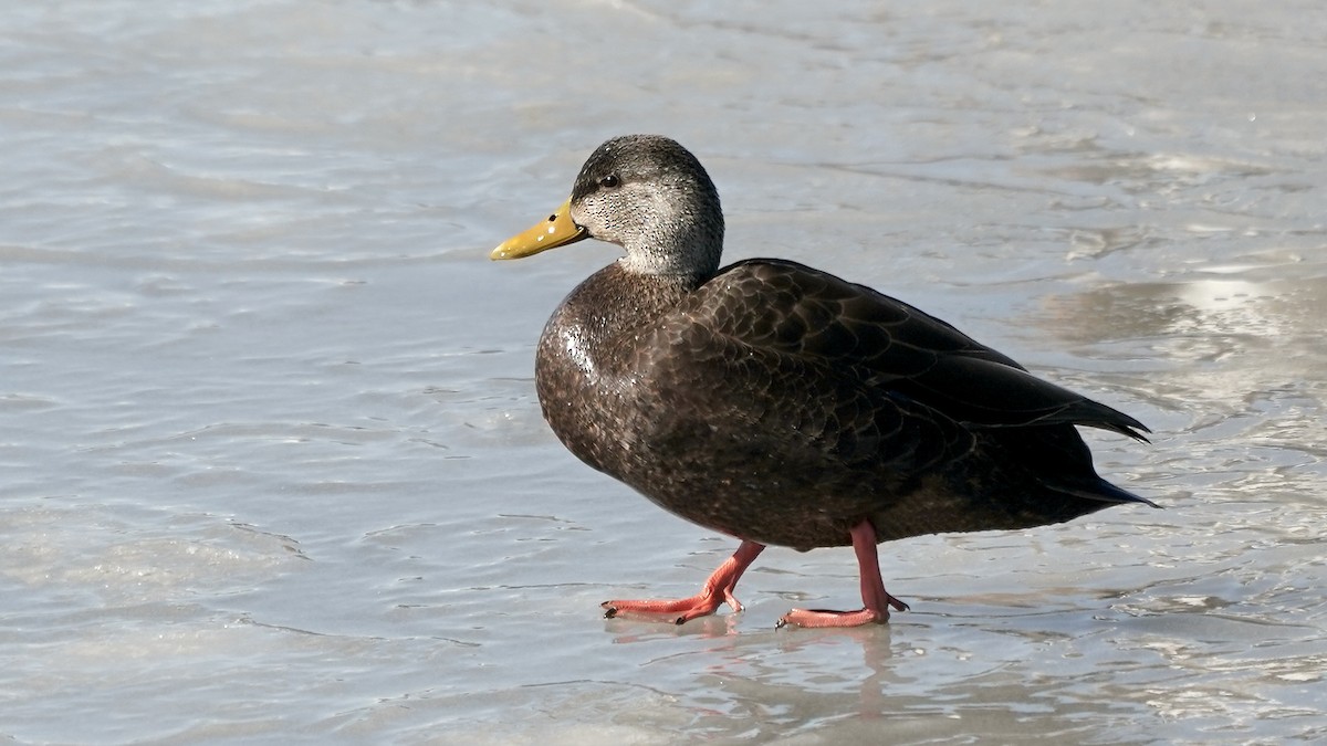 アメリカガモ - ML650839259