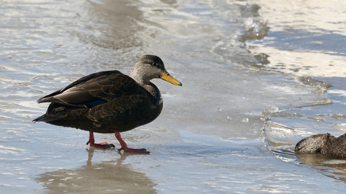 アメリカガモ - ML650839264