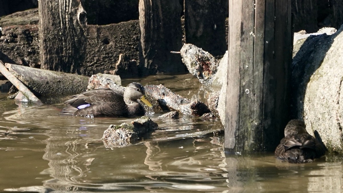 アメリカガモ - ML650839272