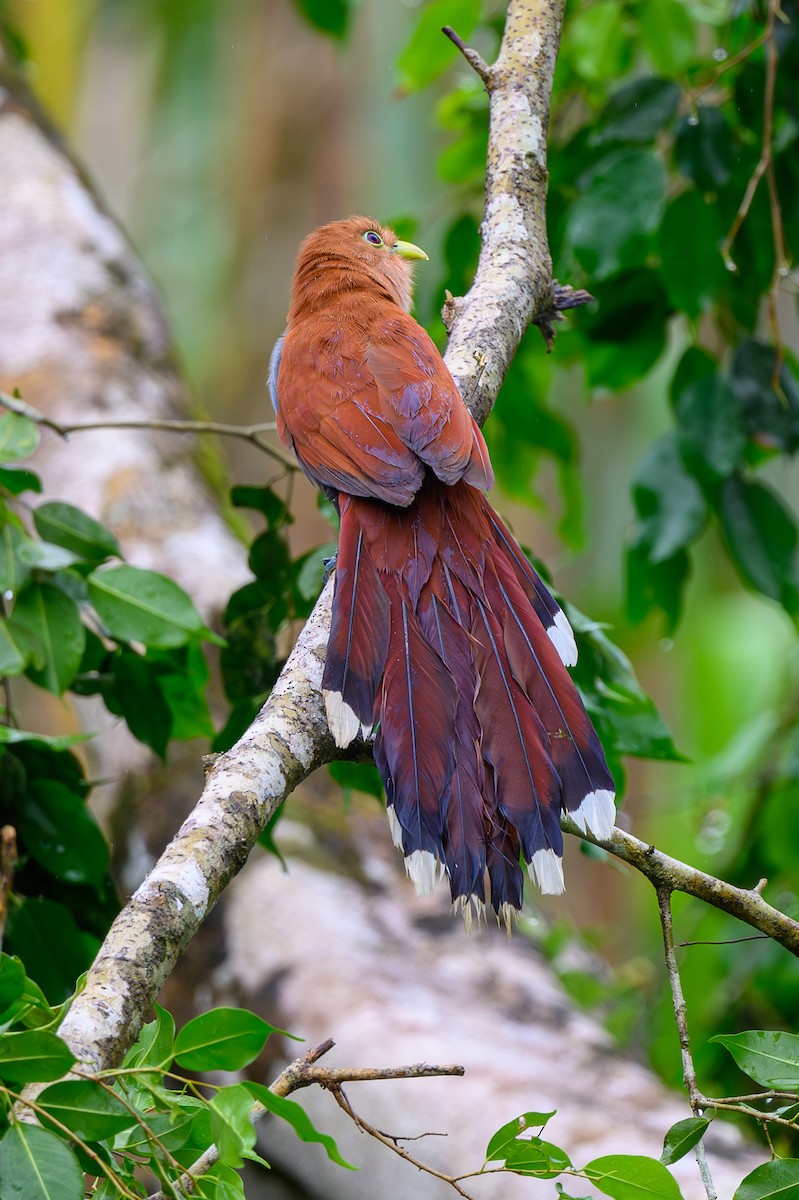 Cuco Ardilla Común - ML650839432