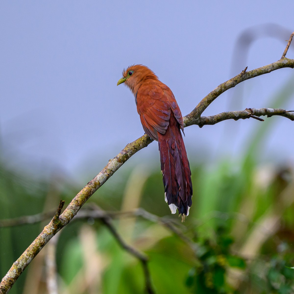 Cuco Ardilla Común - ML650839433